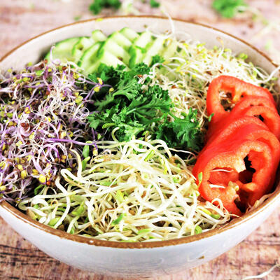 Bunter Sprossensalat, roh-vegan Schüssel mit buntem Sprossensalat aus Broccoli-, Fenchel-, Alfalfa- und Rotkohlsprossen. In einer Ecke frisch geschnittene Gurkenscheiben, daneben rote Tomatenscheiben.
