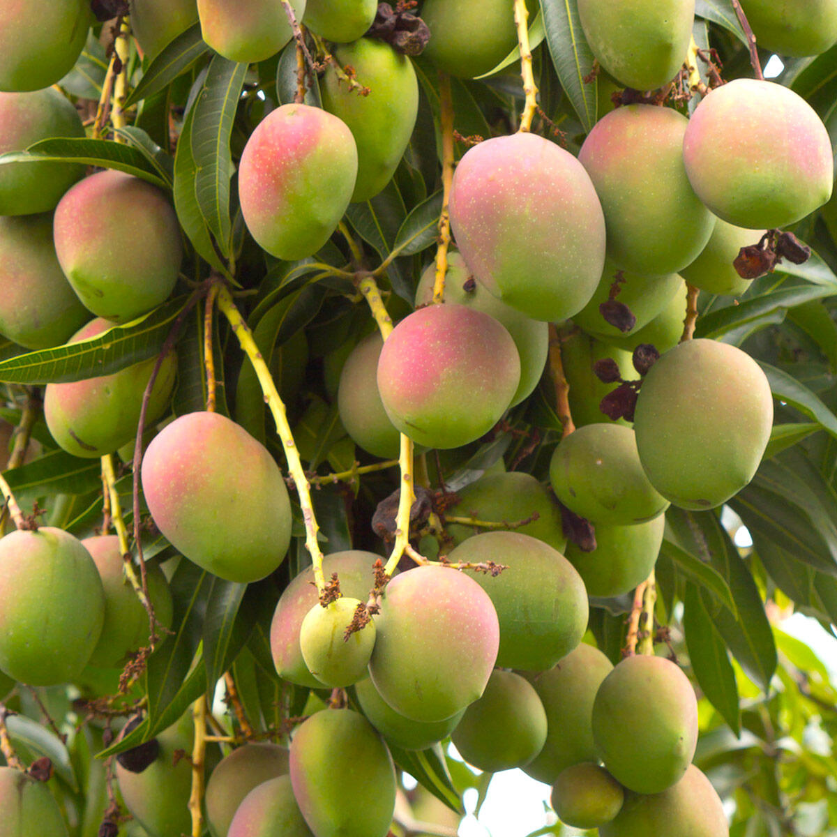 Grüne und leicht rötliche Mangos hängen an langen Stielen an einem immergrünen Baum mit dunkelgrünen Blättern. Die Früchte sind fast oval und dicht aneinander gruppiert.