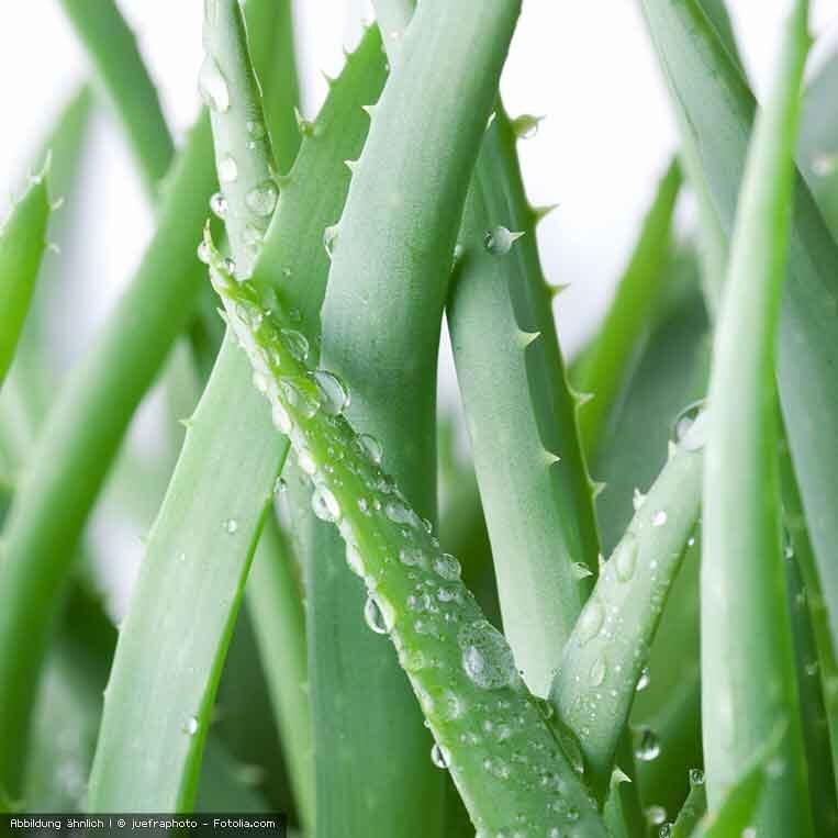 Aloe Vera mit Wassertropfen Aloe Vera mit Wassertropfen