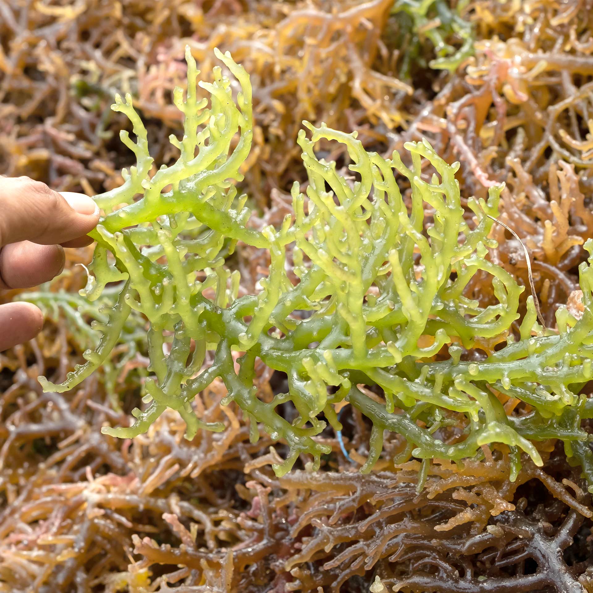 Irish Moss, 100 g