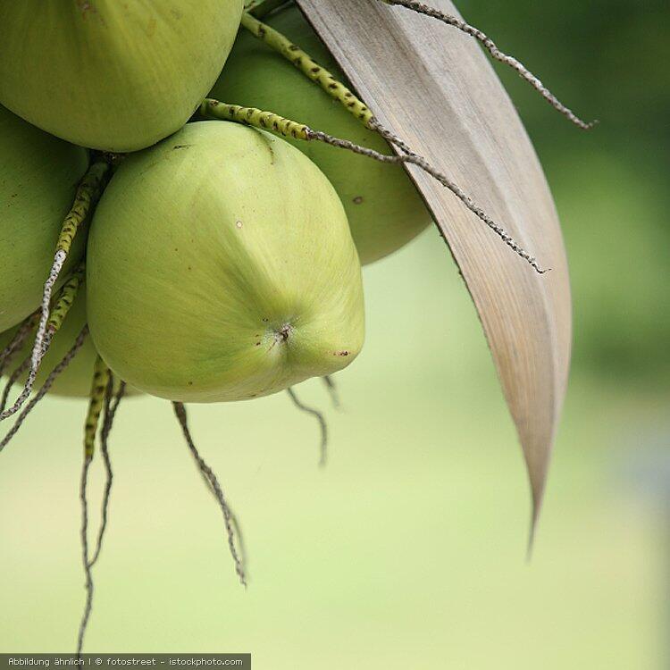 Kokosnuss an der Palme Kokosnuss an der Palme