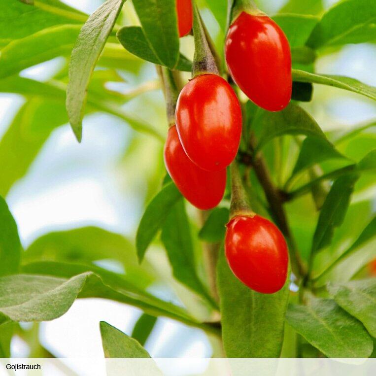 reife Goji-Beeren am Strauch reife Goji-Beeren am Strauch