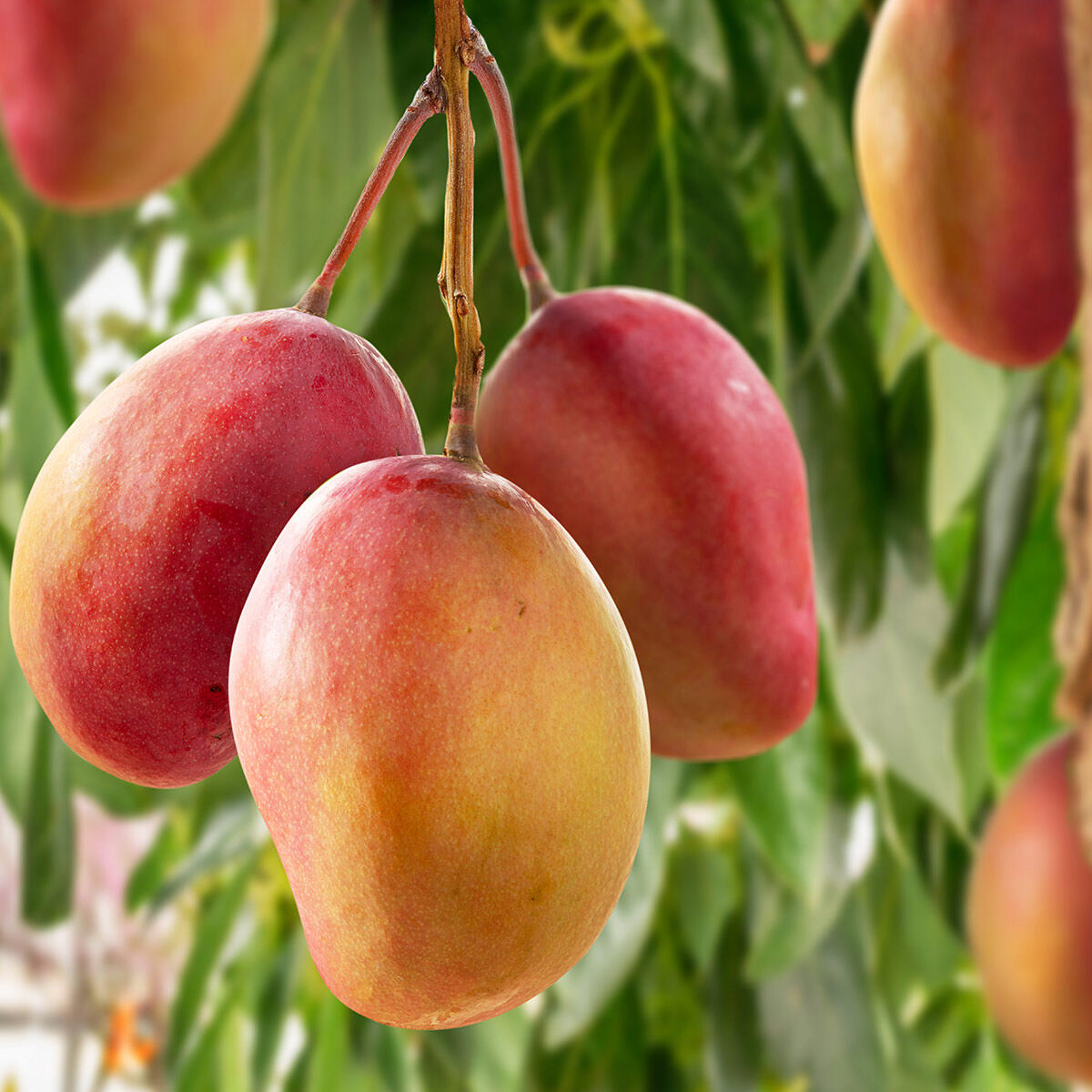 Mango Kent, bio 250 g