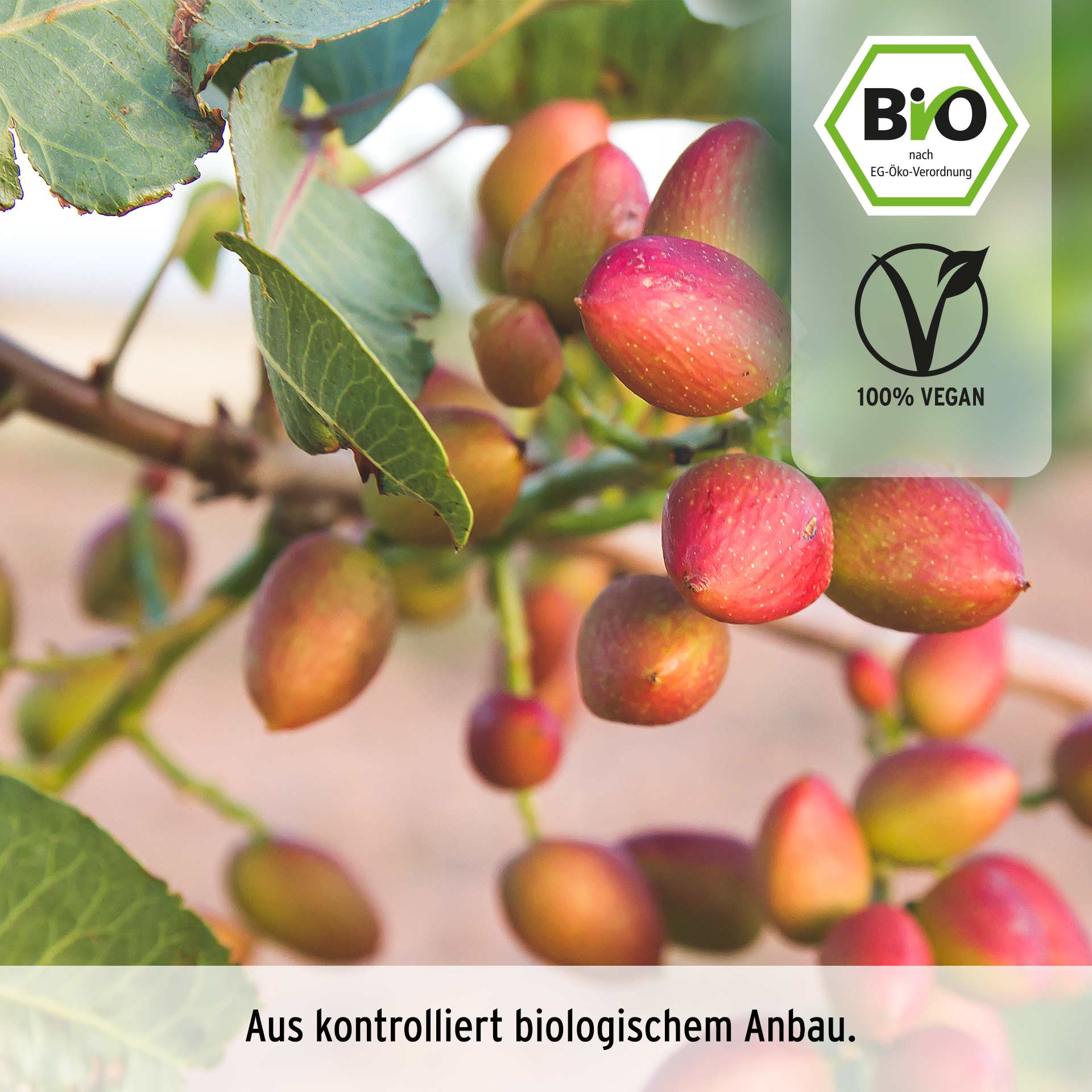 Pistazien, geschält,  bio 75 g