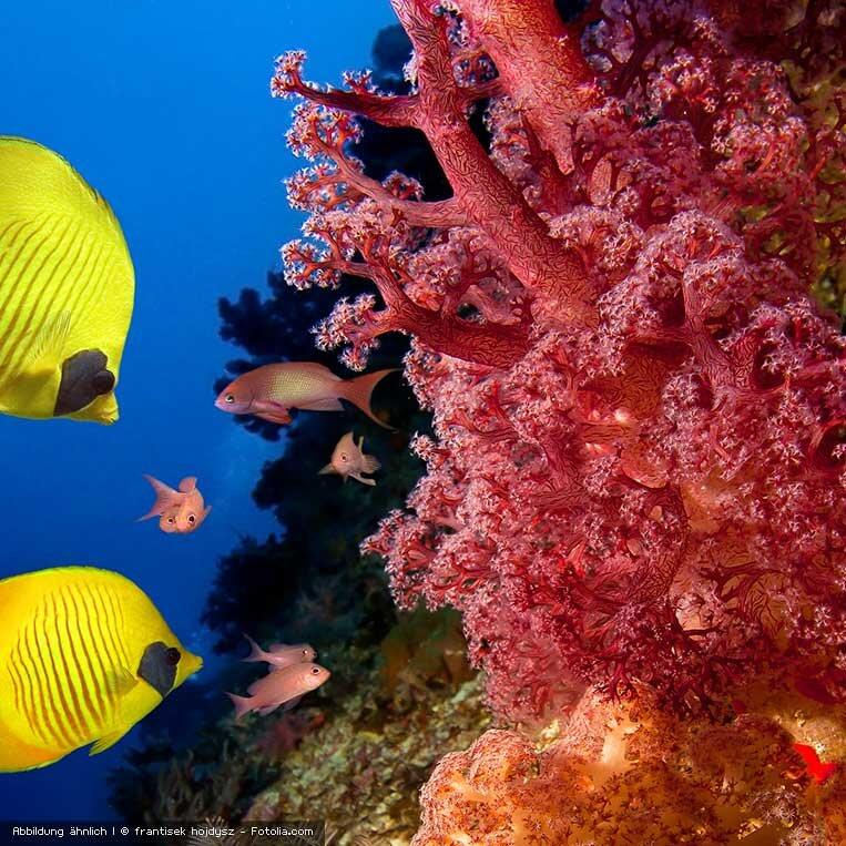 Sango Koralle Sango Koralle