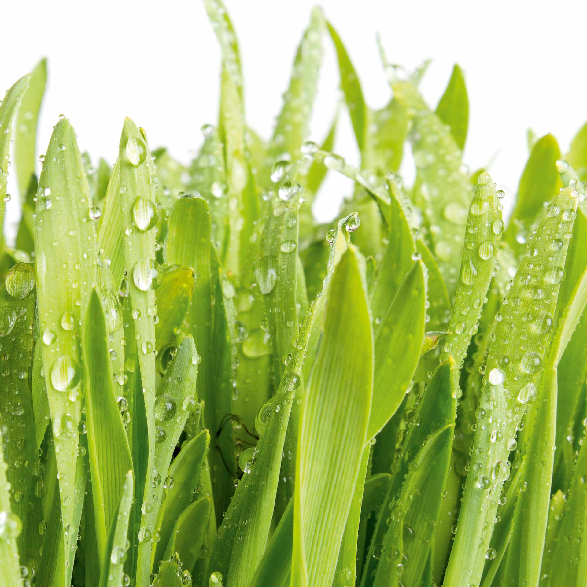 Keimling Bio-Gerstengras-Getreidegraspulver 150 g Keimling Bio-Gerstengras-Getreidegraspulver 150 g