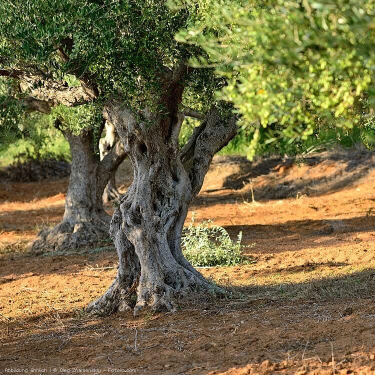 Olivenbaum Olivenbaum
