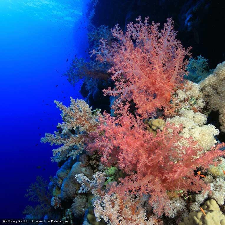 Sango Sango  Pflanze