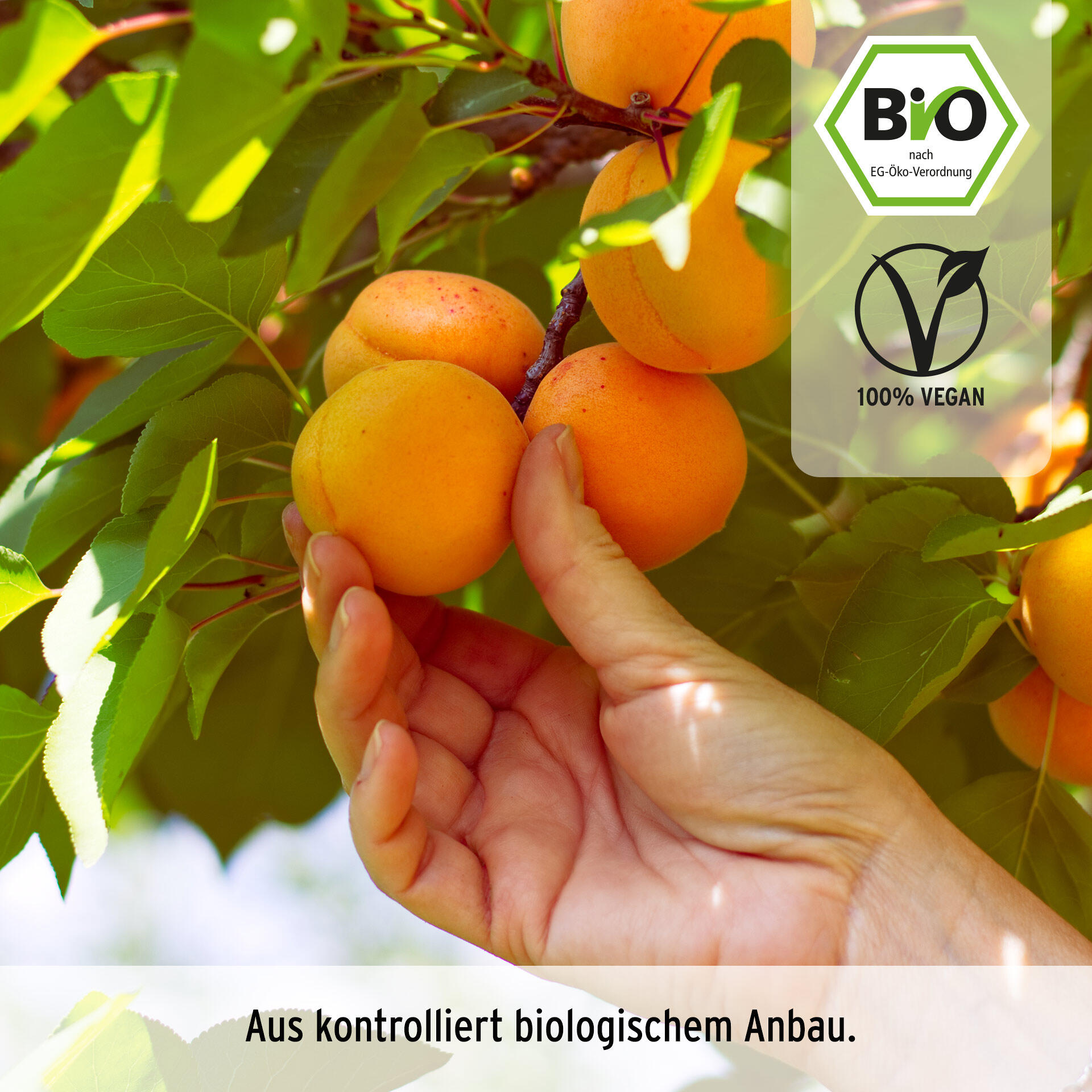 Aprikosen (Marillen), bio 200 g