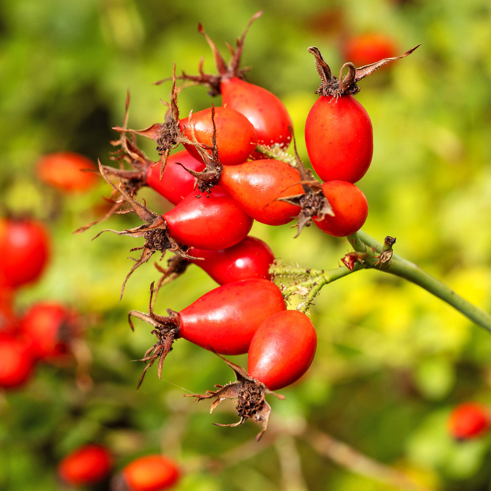 Hagebuttenpulver, bio 200 g Hagebuttenpulver, bio 200 g