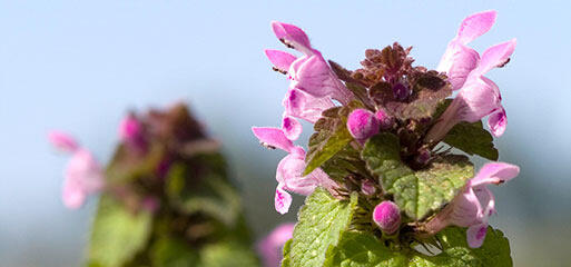 Eine Nahaufnahme von rosa Blüten und grünen Blättern des Gewöhnlichen Gundermann, der auf nährstoffreichen Böden wächst. Der Himmel ist im Hintergrund hellblau.