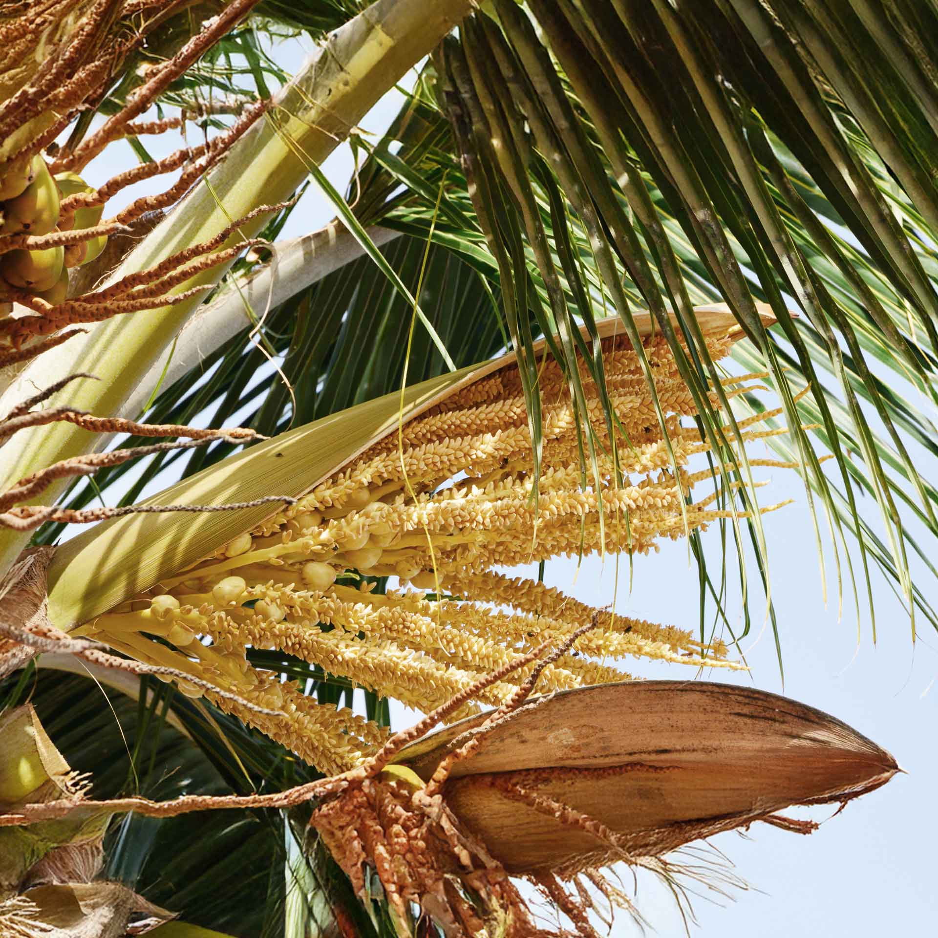 Kokosblütenzucker, bio 500 g Kokosblütenzucker, bio 500 g