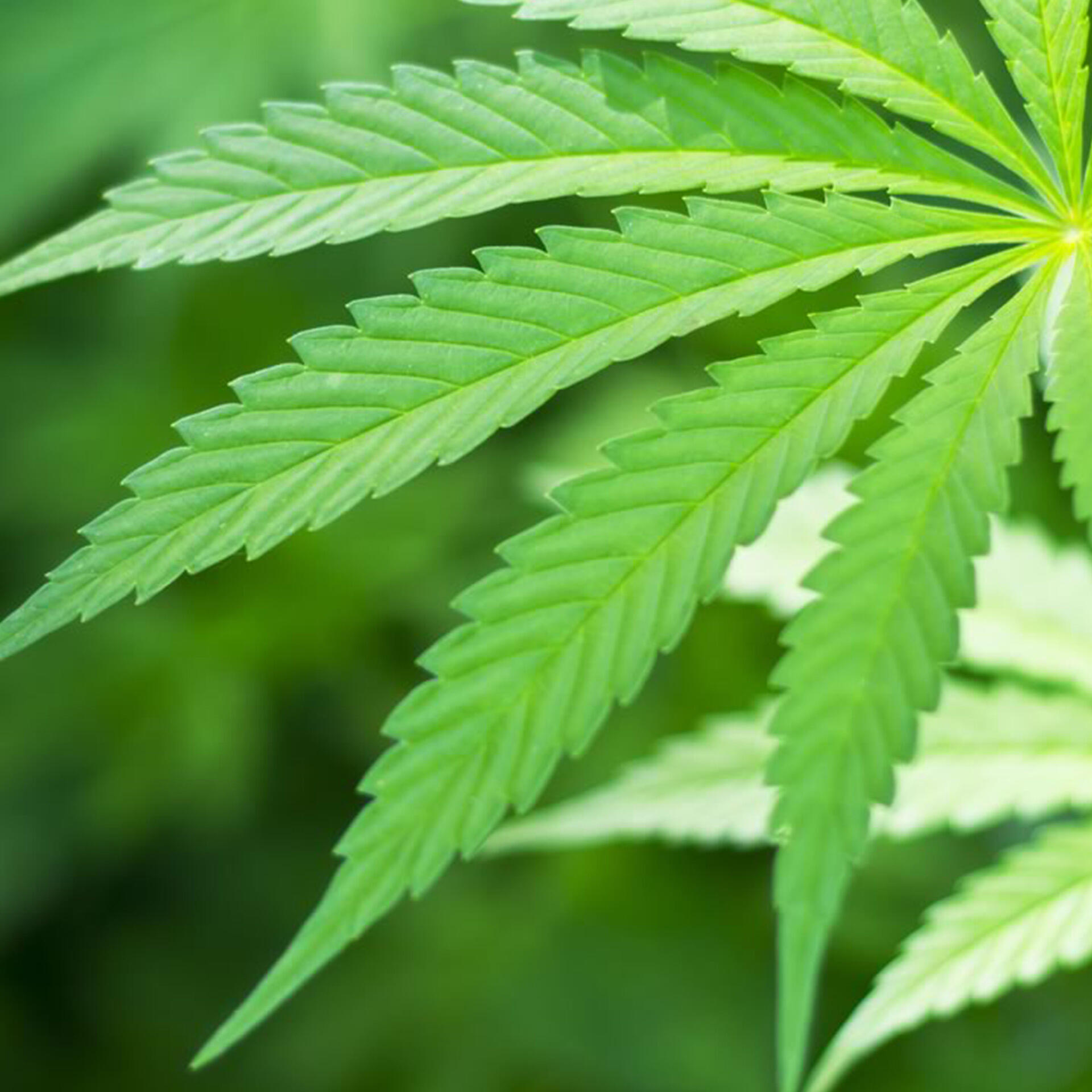 Chia-Hanf Brot: Ansicht eines Hanfblatts