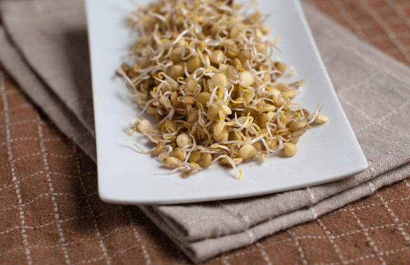 Auf einem weißen rechteckigen Teller liegen zahlreiche gelbe Sojasprossen mit weißen Keimwurzeln, die locker angeordnet sind. Der Teller steht auf zwei gefalteten Stofftüchern in Braun- und Beigetönen.