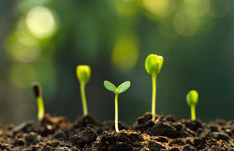 Kleine grüne Keimlinge wachsen aus dunkler Erde. Einige Keime haben gerade zwei Blätter entfaltet, andere sind noch am Aufbrechen. Der Hintergrund ist unscharf und grün.