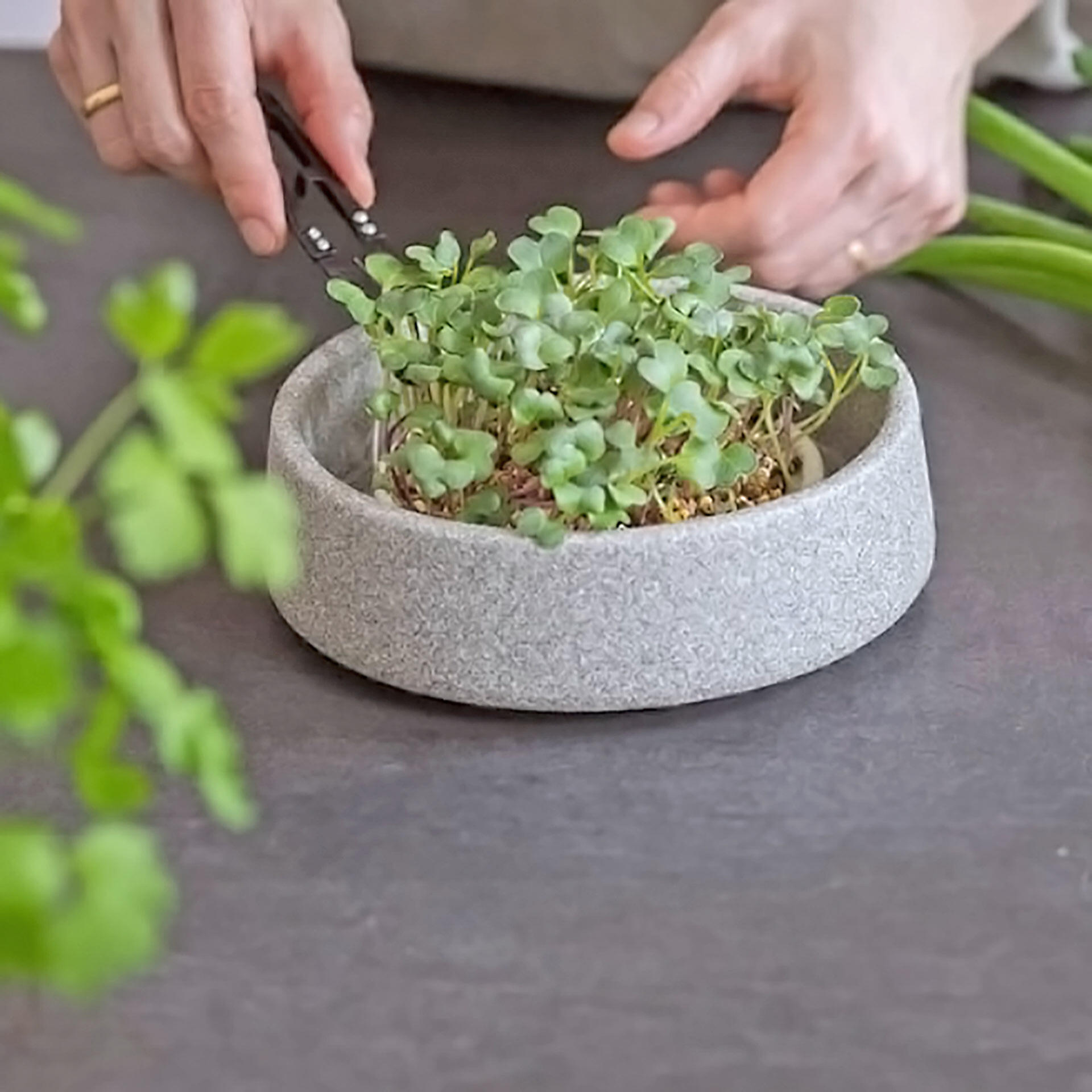 Granicium® micro garden set from DENK